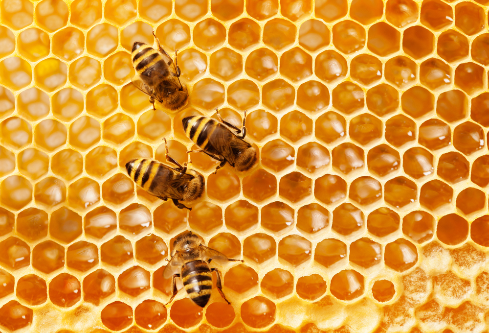 蜂蜜を使って脳に匹敵するコンピュータは作れるか？：月刊エンタメAIニュース vol.28